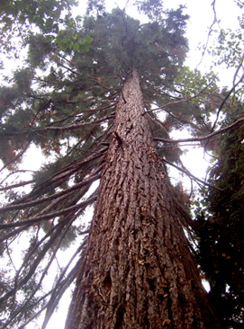 photo du séquoia, dans la drève de la Ferme castrale